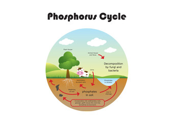 Phosphorus Carbon cycle vector illustration. CO2 biochemical process project with labeled diagram exchanges studies with animal respiration, plant respiration, photosynthesis and Combustion.