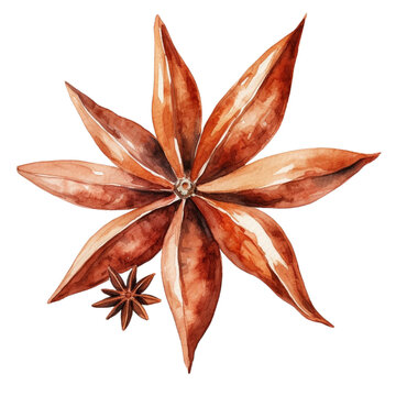 watercolor star anise spice on white clip art preview
