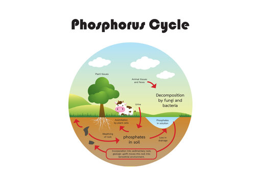 Phosphorus Carbon cycle vector illustration. CO2 biochemical process project with labeled diagram exchanges studies with animal respiration, plant respiration, photosynthesis and Combustion.