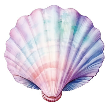 watercolor seashell, seashell for graphic resources