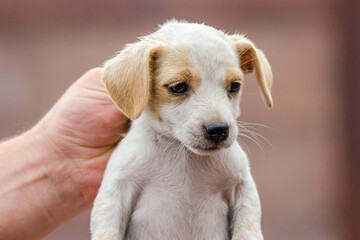 male hand is holding the neck of a little puppy