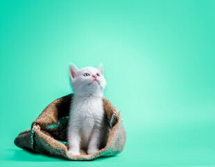 white kitten in a sack on light green background