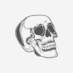 hand drawn skull vector, skull silhouette ,Human skull illustration.