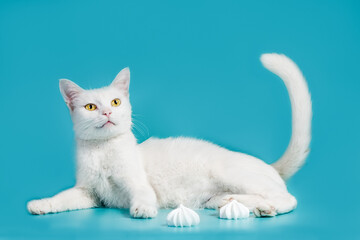 white contented cat lies on a turquoise background next to meringues