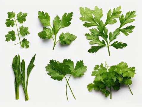 Collection of Fresh Mediterranean Herbs isolated on white background