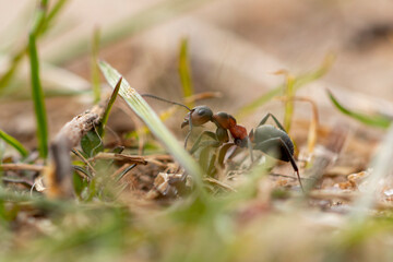 Wood ant in search of food