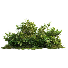 Obraz premium Bushes photorealistic on transparent background.
