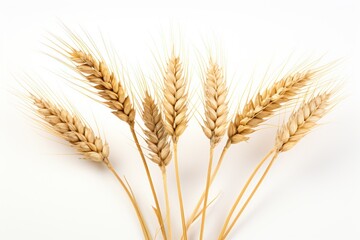 Fototapeta premium The long ears of golden wheat with white background.