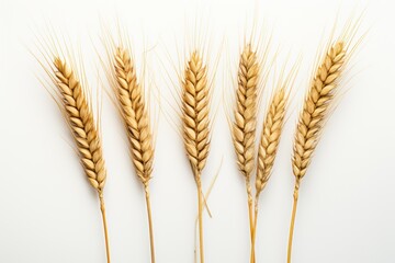 The long ears of golden wheat with white background.