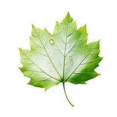 Leaf on transparent background, ai technology