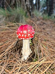 baby fly agaric mushroom