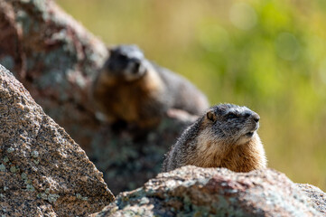 Yellow-bellied Marmots Perched on Rock