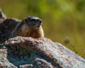 Yellow-bellied Marmot Perched on Rock