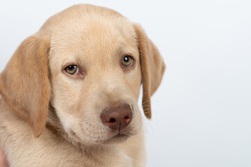 Headshot of brown labrador puppy