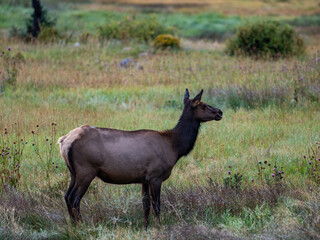 Naklejka na ściany i meble Cow Elk in Moraine Park in Rocky Mountain National Park