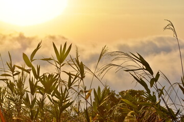 高谷山　高谷山霧の海展望台　広島　日の出　雲海　ススキ
