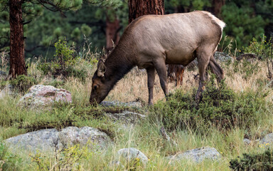 Cow Elk Grazing in Moraine Park in Rocky Mountain National Park