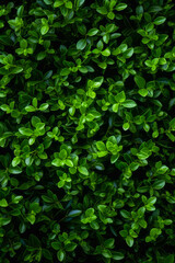 Close up of bush with green leaves on it's sides.