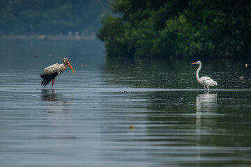 Milky stork searching for food together with little egret over jakarta bay, with natural bokeh...