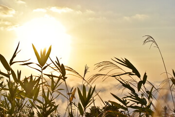 高谷山　高谷山霧の海展望台　広島　日の出　雲海　ススキ
