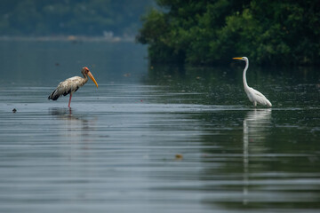 Milky storks searching for food together with little egret over jakarta bay, with natural bokeh...