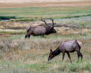 Bull and Cow Elk in Moraine Park in Rocky Mountain National Park
