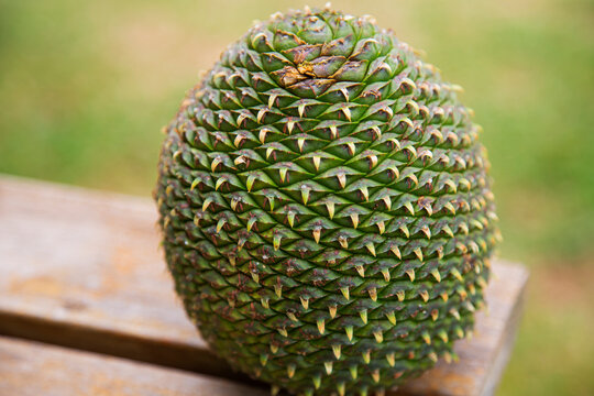 Bola de pinha de pinh&atilde;o verde 