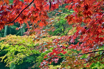 紅葉　もみじ　モミジ　秋　尾関山公園　広島
