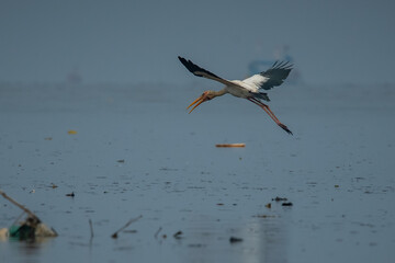 A milky stork flying over sea water in jakarta bay, natural bokeh background