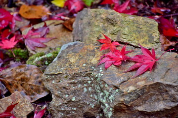 紅葉　もみじ　モミジ　秋　尾関山公園　広島
