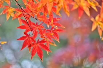 紅葉　もみじ　モミジ　秋　尾関山公園　広島
