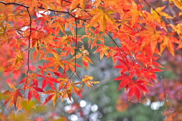 紅葉　もみじ　モミジ　秋　尾関山公園　広島
