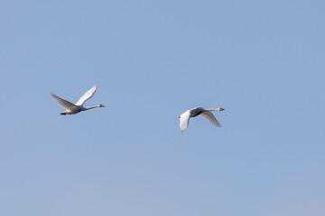 two swans flying in the sky
