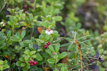 Lingonberry bush with red berries and  flowers