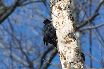 black woodpecker sits on a tree in the forest on a spring day and looks for insects
