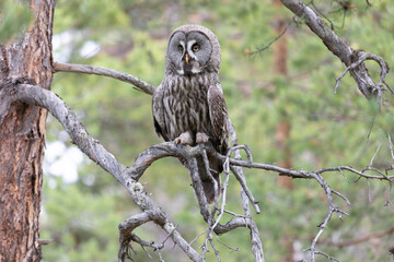 Great gray owl sitting on a tree branch on summer