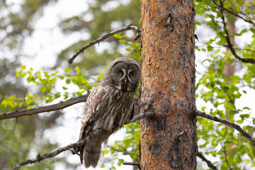 Great gray owl sitting on a tree branch on summer