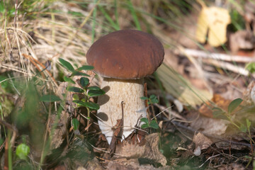 Boletus Mushroom in autumn forest close-up