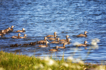 Female eider birds with chicks
