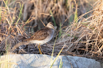 Female Ruff (bird) stands on the shore of the lake