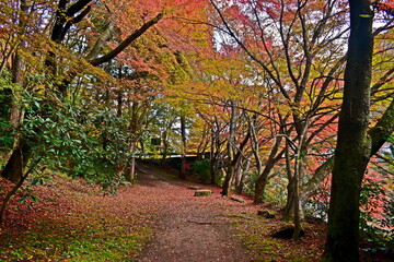 紅葉　奥津渓　岡山　岡山県　秋　もみじ
