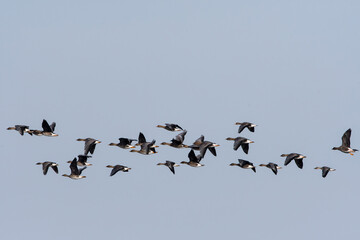 Tundrasaatgänse im Flug