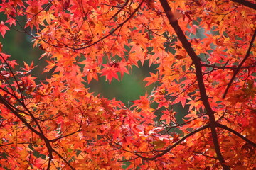 紅葉　奥津渓　岡山　岡山県　秋　もみじ