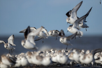 large number of birds on the North Sea coast