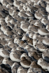 large number of birds on the North Sea coast