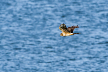 Obraz premium Weibliche Kornweihe ( Circus cyaneus ) 