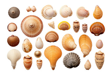 a collection of seashells isolated on a transparent background, generative ai - obrazy, fototapety, plakaty