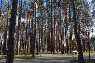 Coniferous forest with young oak trees at autumn.