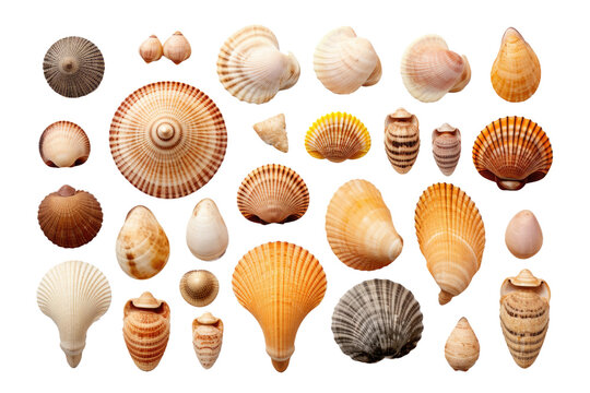 a collection of seashells isolated on a transparent background, generative ai