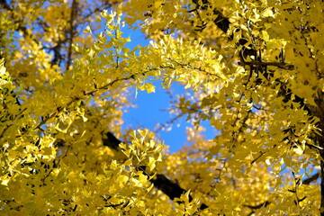 三田神社　銀杏　イチョウ　岡山　岡山県　秋